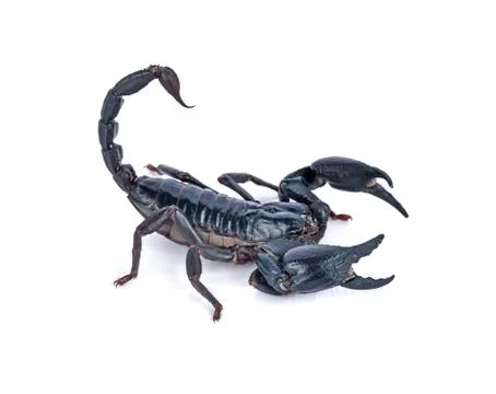 Scorpion on white background Foto stock