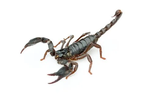 Scorpion on white background Stock Photos