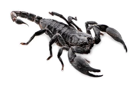 Scorpion on white background Stock Photos