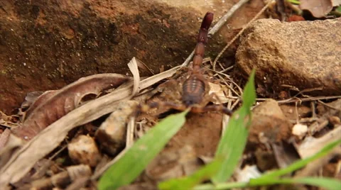 Scorpion in the wild  Stock Footage 57679102