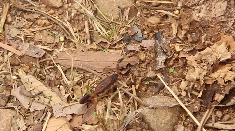 Scorpion in the wild  Stock Footage 57696469