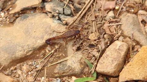 Scorpion in the wild  스톡 동영상 57706963