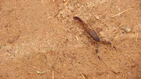 Scorpion in the wild  Stock Footage 57715756