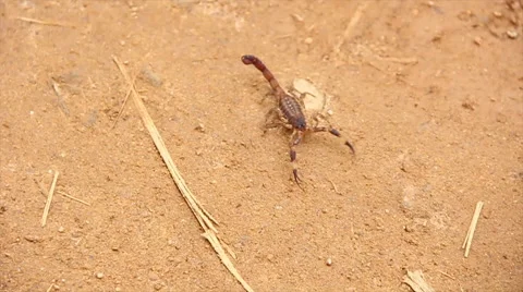 Scorpion in the wild Stock Footage 57748112