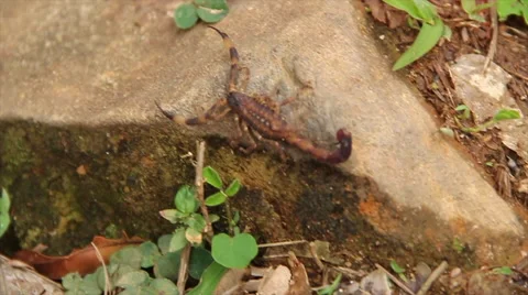 Scorpion in the wild  Stock Footage 57772080