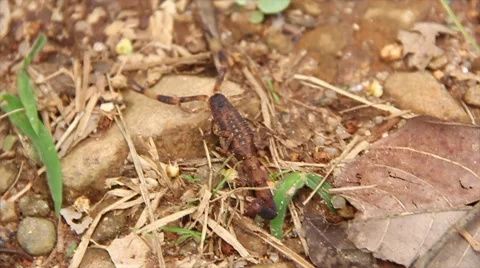 Scorpion in the wild  Stock Footage 57960182