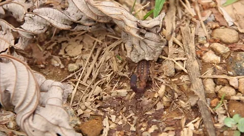 Scorpion in the wild  Stock Footage 57960349