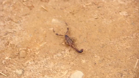 Scorpion in the wild  Stock Footage 57970756