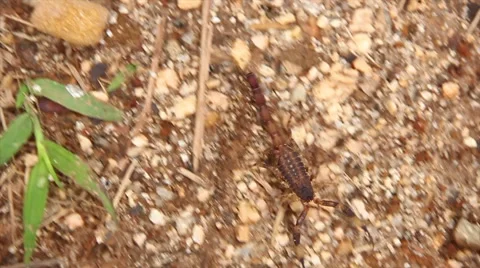Scorpion in the wild  Stock Footage 57970969
