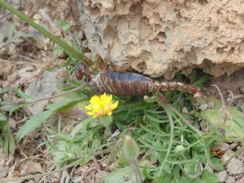 Scorpion in the wild Stock Photos