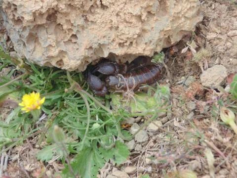 Scorpion in the wild Stock Photos