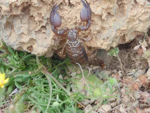 Scorpion in the wild Stock Photos