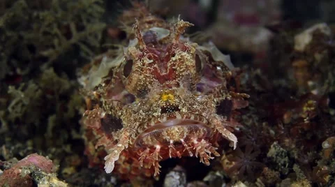 Scorpionfish 001 Stock Footage 62407144