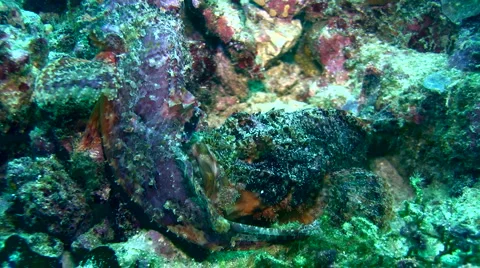 Scorpionfish bitting each other, mating Stock Footage 6929856