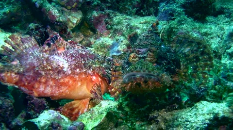 Scorpionfish bitting each other, mating 2 Stock Footage 6929862