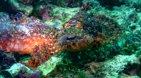 Scorpionfish bitting each other, mating 3 Stock Footage 6929863