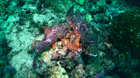 Scorpionfish bitting each other, mating 4 스톡 동영상 6929870