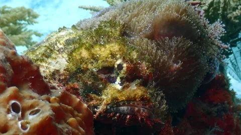 Scorpionfish camouflage 4K Stock Footage 331276440