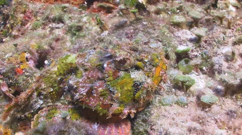 Scorpionfish Camouflaged Vidéo 1009817