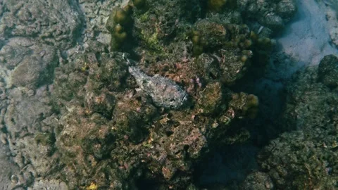 Scorpionfish camouflaged on reef rock Video stock 334411260