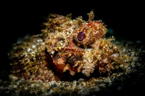 Scorpionfish close-up Stock Photos