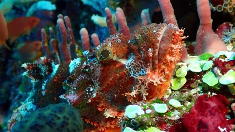 Scorpionfish colourful 4K Stock Footage 331276462