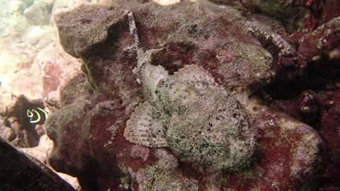 Scorpionfish on coral reef 스톡 동영상 220742280