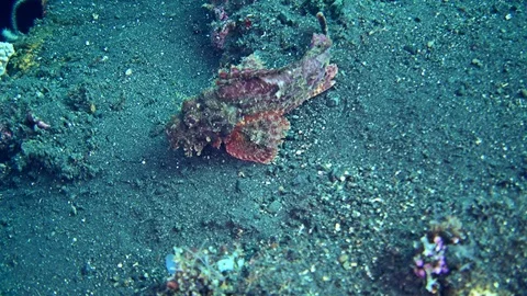 Scorpionfish crawling in the sand Stock Footage 73360566
