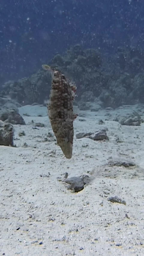 Scorpionfish Dances Above Sandy Bottom in the Red Sea Video stock 314745743