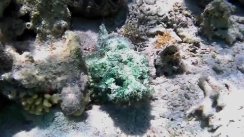 Scorpionfish Escapes Camera and Encounters Red Lionfish Under Coral in Las Caban Stock Footage 341290358