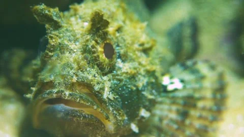 Scorpionfish Feels Invisible Stock Footage 148078386
