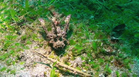 Scorpionfish Stock Footage 349923