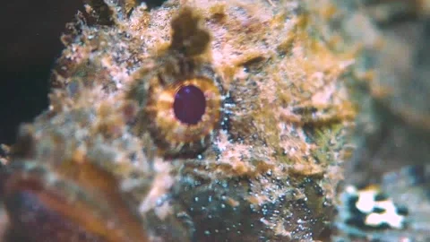 Scorpionfish Headshot Close Up Stock Footage 148073460