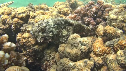 Scorpionfish in the Lembeh Strait Video stock 102906823