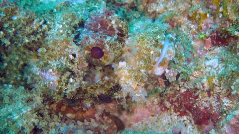 Scorpionfish lying in wait Stock Footage 121721213