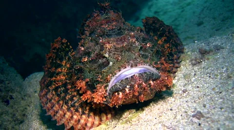 Scorpionfish moving slowly Stock-Footage 6929853