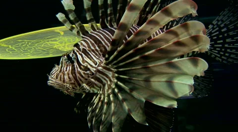 Scorpionfish or Lionfish swims in an aquarium Stock Footage