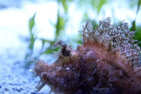 Scorpionfish Stock Photos
