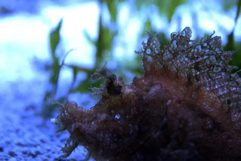 Scorpionfish Stock Photos