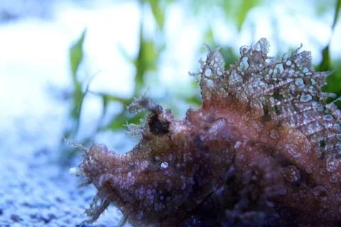 Scorpionfish Foto stock