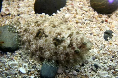 Scorpionfish Stock Photos