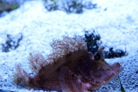 Scorpionfish Stock Photos