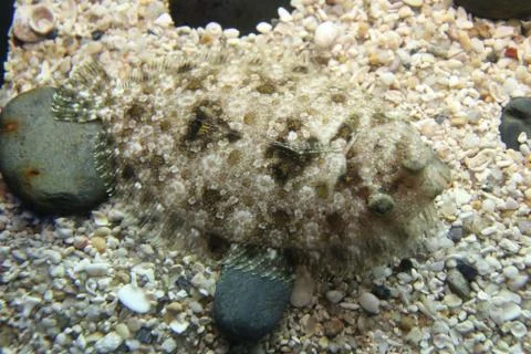 Scorpionfish Stock Photos