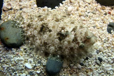 Scorpionfish Stock Photos