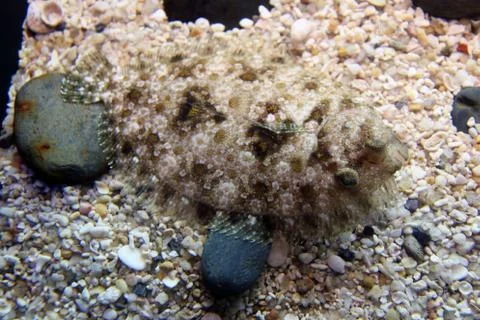 Scorpionfish Stock Photos