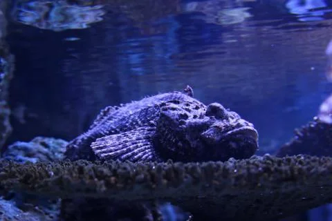 Scorpionfish Stock Photos