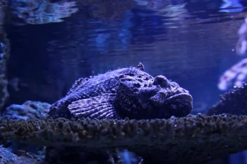 Scorpionfish Stock Photos