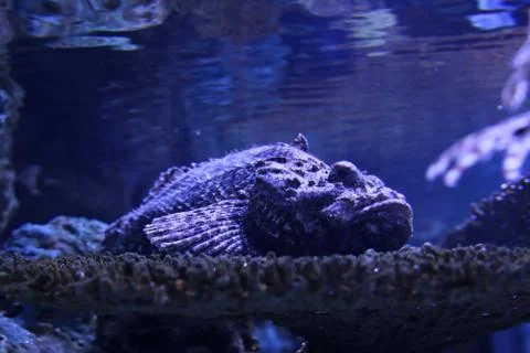 Scorpionfish Stock Photos