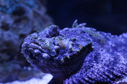 Scorpionfish Foto stock