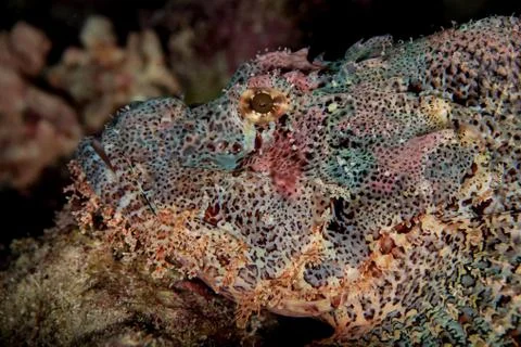 Scorpionfish Stock-Fotos